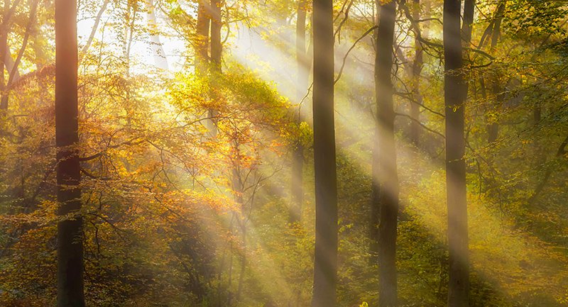 Ob Friedwald oder herkömmliche Beerdigung auf dem Friedhof: Vorsorge für den Sterbefall entlastet die Angehörigen und schafft Sicherheit. (Foto: © danimages - stock.adobe.com)