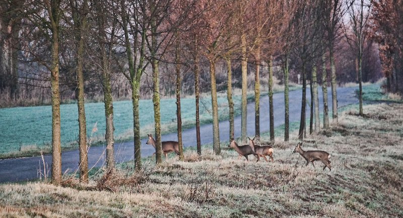 In der Herbstdämmerung sind Wildtiere für Autofahrer schwer zu erkennen. Deshalb gilt: runter vom Gas! (Foto: Hans Benn/Pixabay)