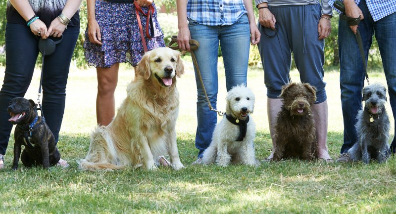 Mach Sitz: Beim Hundeführerschein müssen Herrchen und Frauchen unter Beweis stellen, dass ihr Vierbeiner auf sie hört. (Foto: R+V/iStock Images)