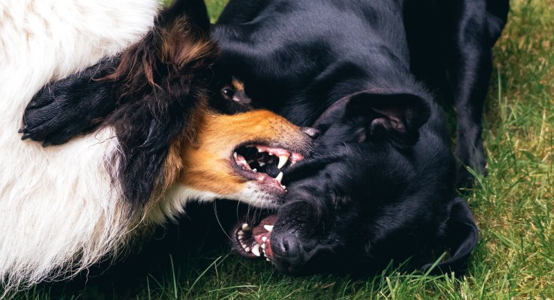 Wenn ein nicht angeleihnter Hund aggressiv wird, muss der Besitzer womöglich für das Verhalten seines Tieres büßen. (Foto: Jay Heike/Unsplash)