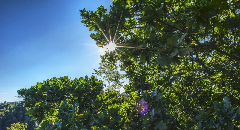 Die neue Öko-Police der Domcura garantiert nach einem Feuerschaden die komplette Kompensation des klimaschädlichen Treibhausgases CO2 für die Aufforstung von Wäldern. (Foto: Patrick Pahlke/Unsplash)