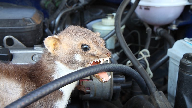 Parkende Autos in fremden Revieren machen Marder aggressiv. Die Tiere möchten die Duftspuren ihrer Konkurrenten vernichten. Die Folge sind durchgebissene Zündkabel und Kühlwasserschläuche oder angenagte Dämmmatten. (Foto: © Horst Schmidt - stock.adobe.com)